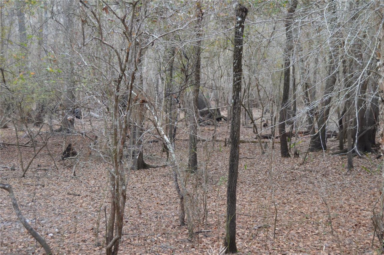 1459 NE 743 Street, Cross City, FL 32628 Photo