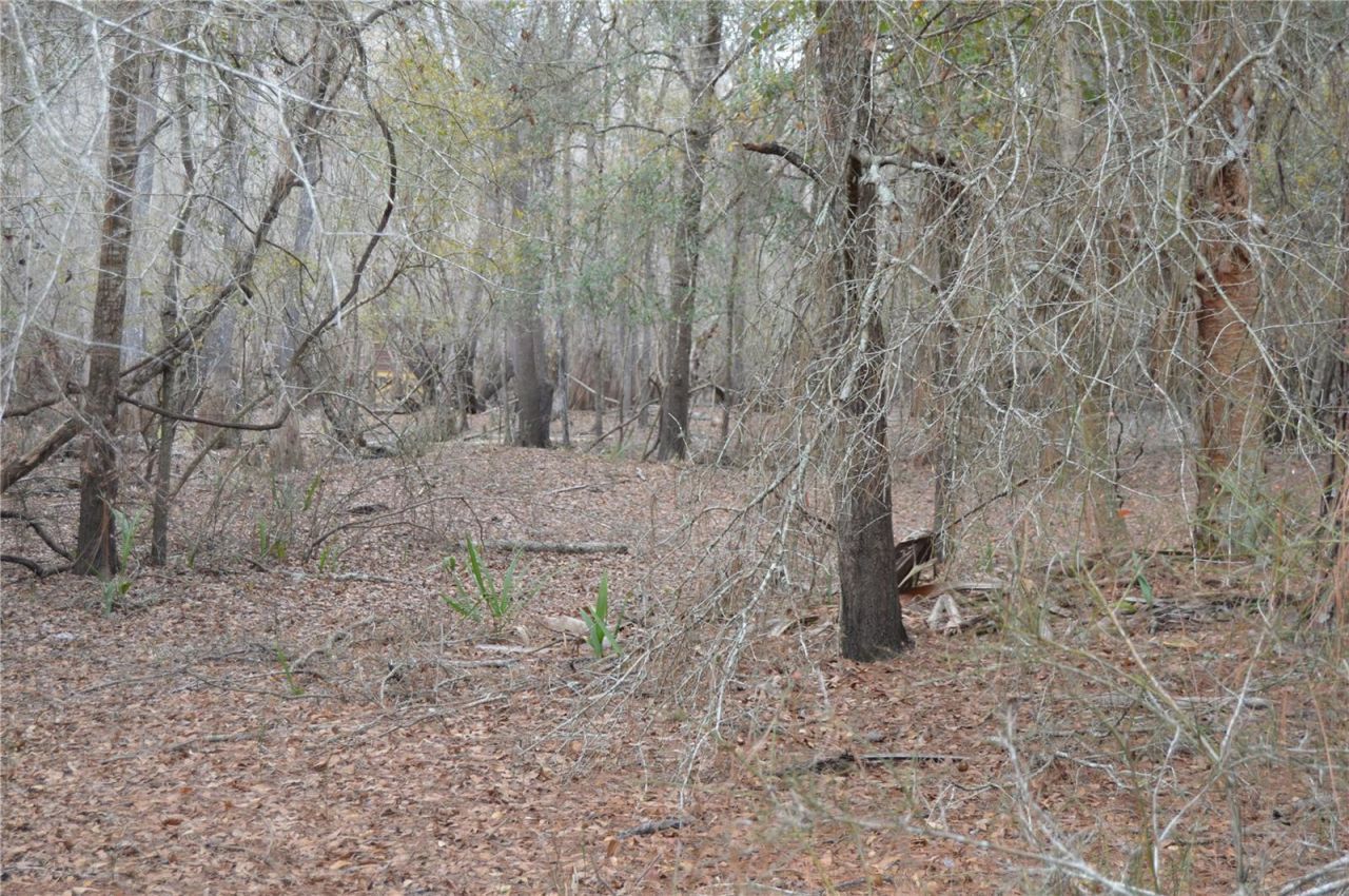 1459 NE 743 Street, Cross City, FL 32628 Photo