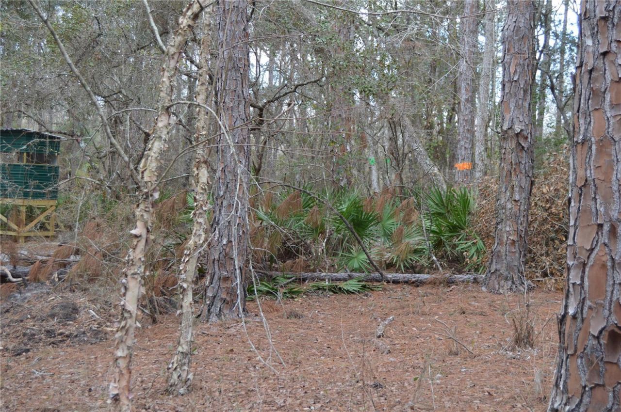 1459 NE 743 Street, Cross City, FL 32628 Photo