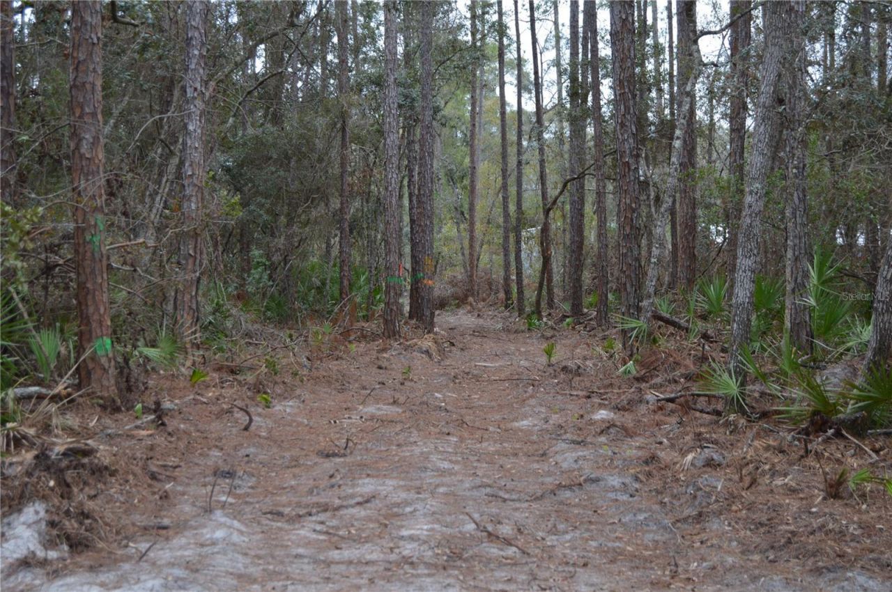 1459 NE 743 Street, Cross City, FL 32628 Photo