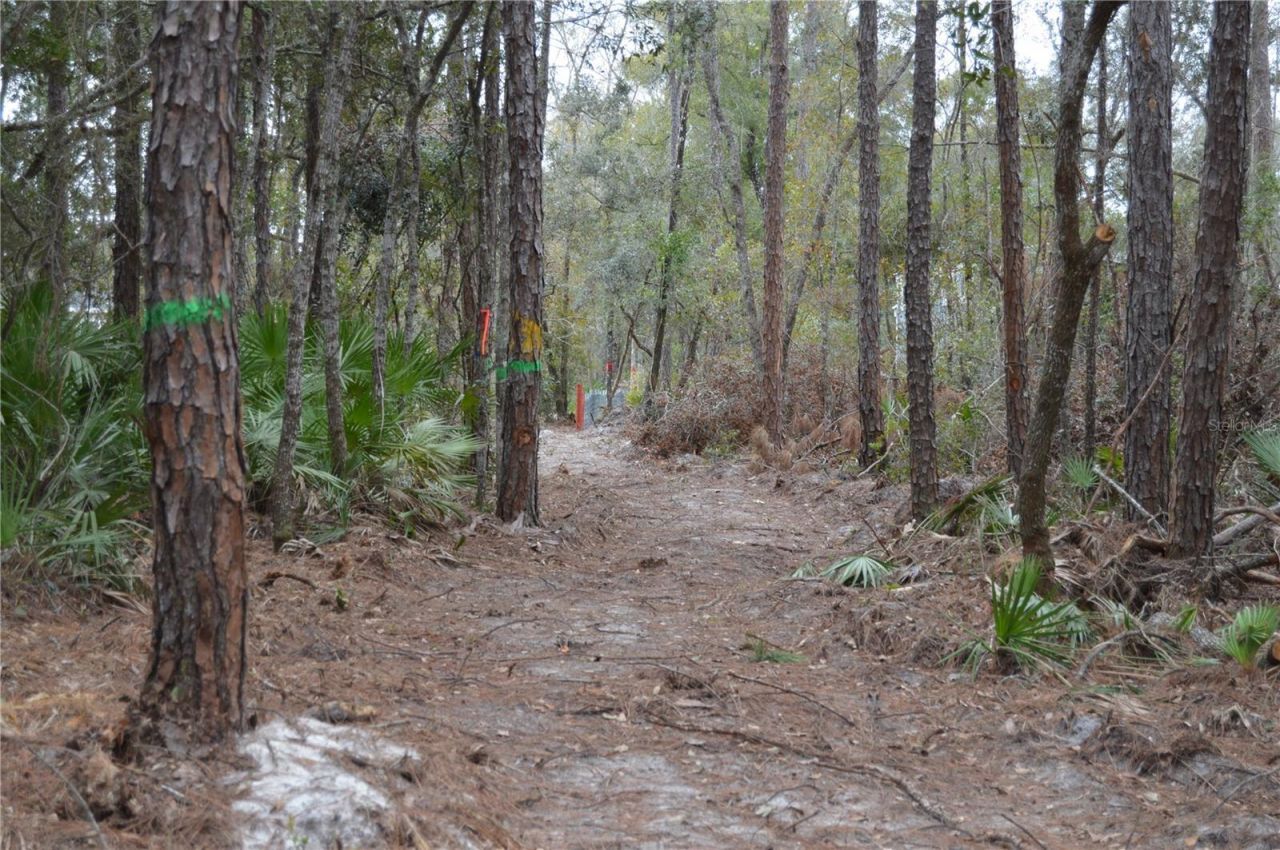 1459 NE 743 Street, Cross City, FL 32628 Photo