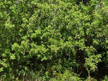 103 DAKOTA STREET NW, LAKE PLACID, FL 33852