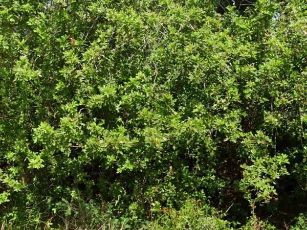 103 DAKOTA STREET NW, LAKE PLACID, FL 33852