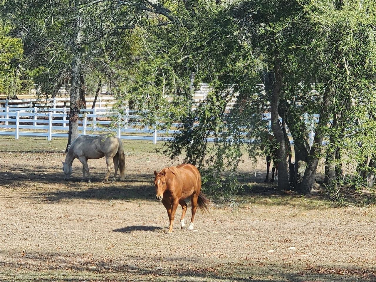 10532 SW 27th Avenue, Ocala, FL 34476 Photo