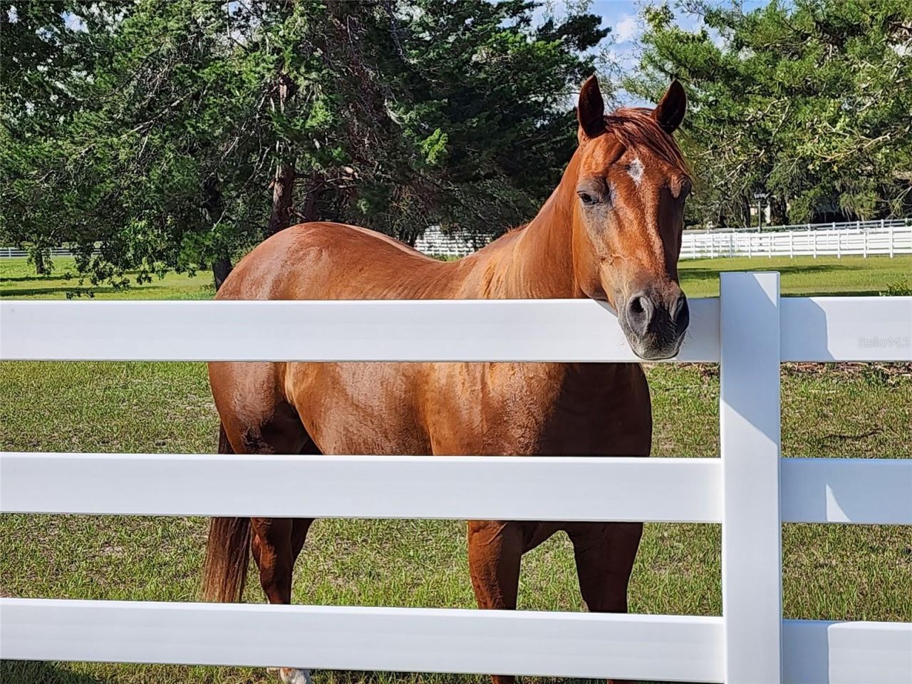 10532 SW 27th Avenue, Ocala, FL 34476 Photo