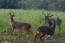 Tbd Muddy Creek Rd. photo 4