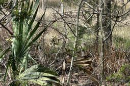 0 Cooke Road photo 4