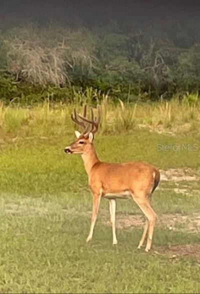 14020 SE 106th Street, Ocklawaha, FL 32179 Photo