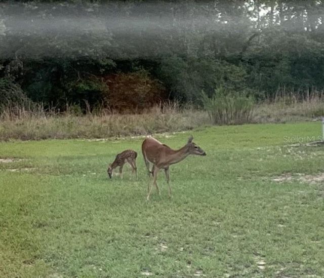 14020 SE 106th Street, Ocklawaha, FL 32179 Photo