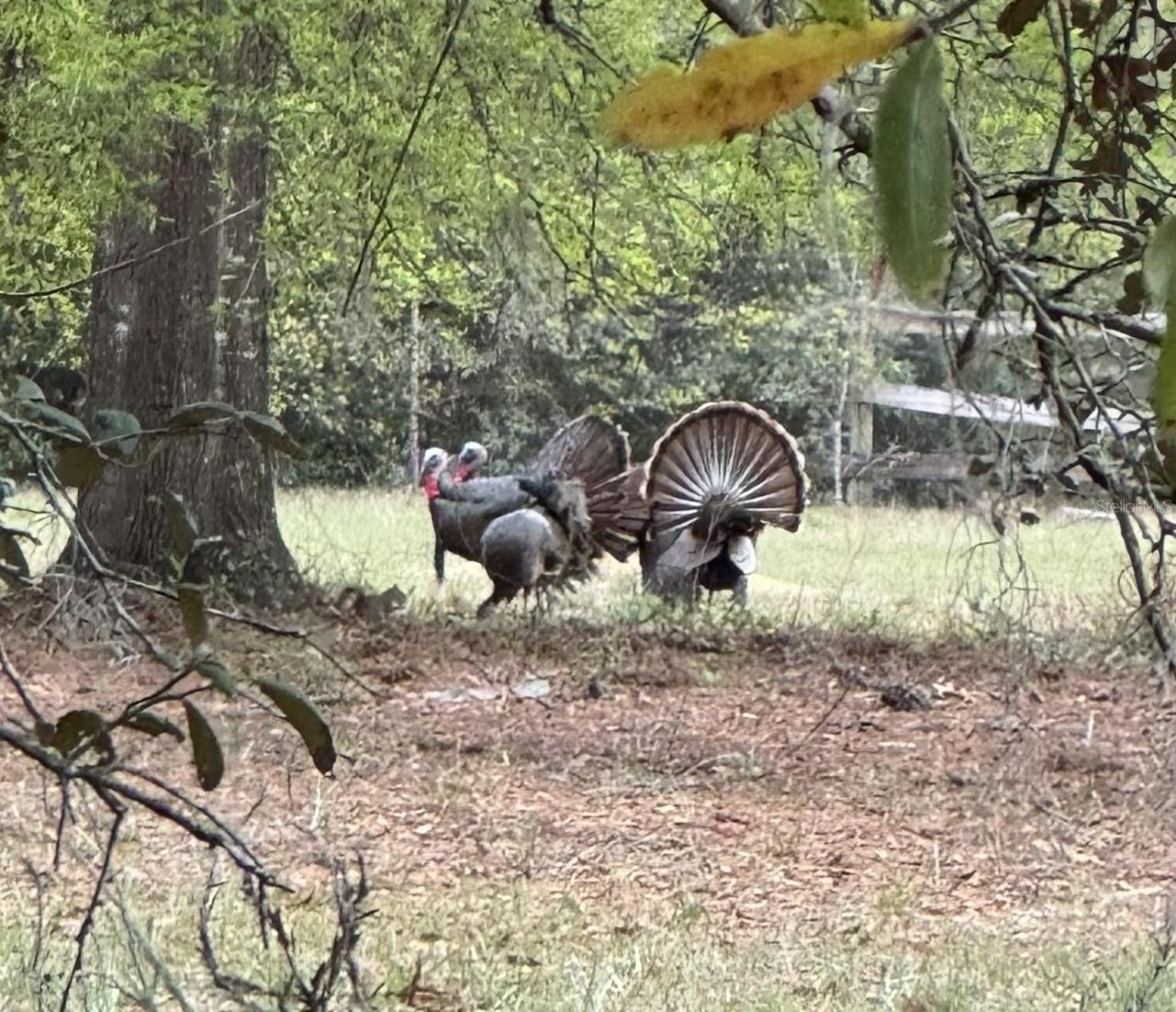 14020 SE 106th Street, Ocklawaha, FL 32179 Photo