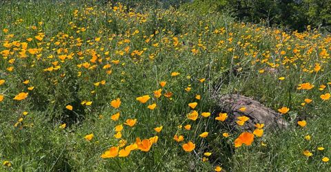 8055 Airola Rd, Vallecito, CA 95251 Photo