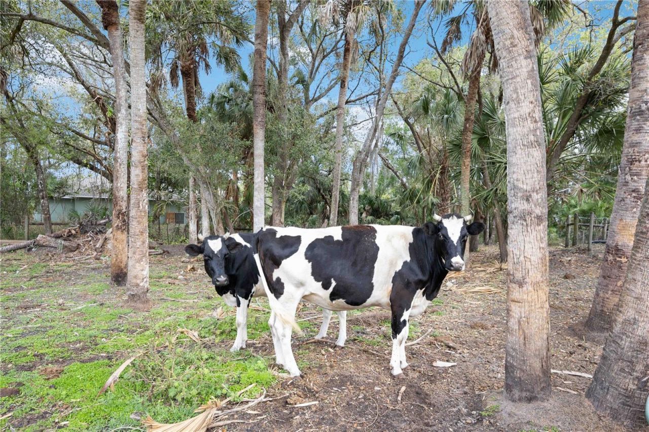 6649 Pimlico Street, North Port, FL 34291 Photo