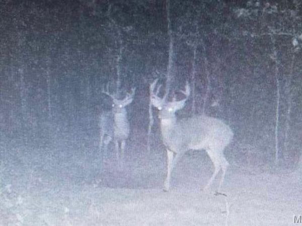 14559 Hunter Lane , Winona, MO 63638