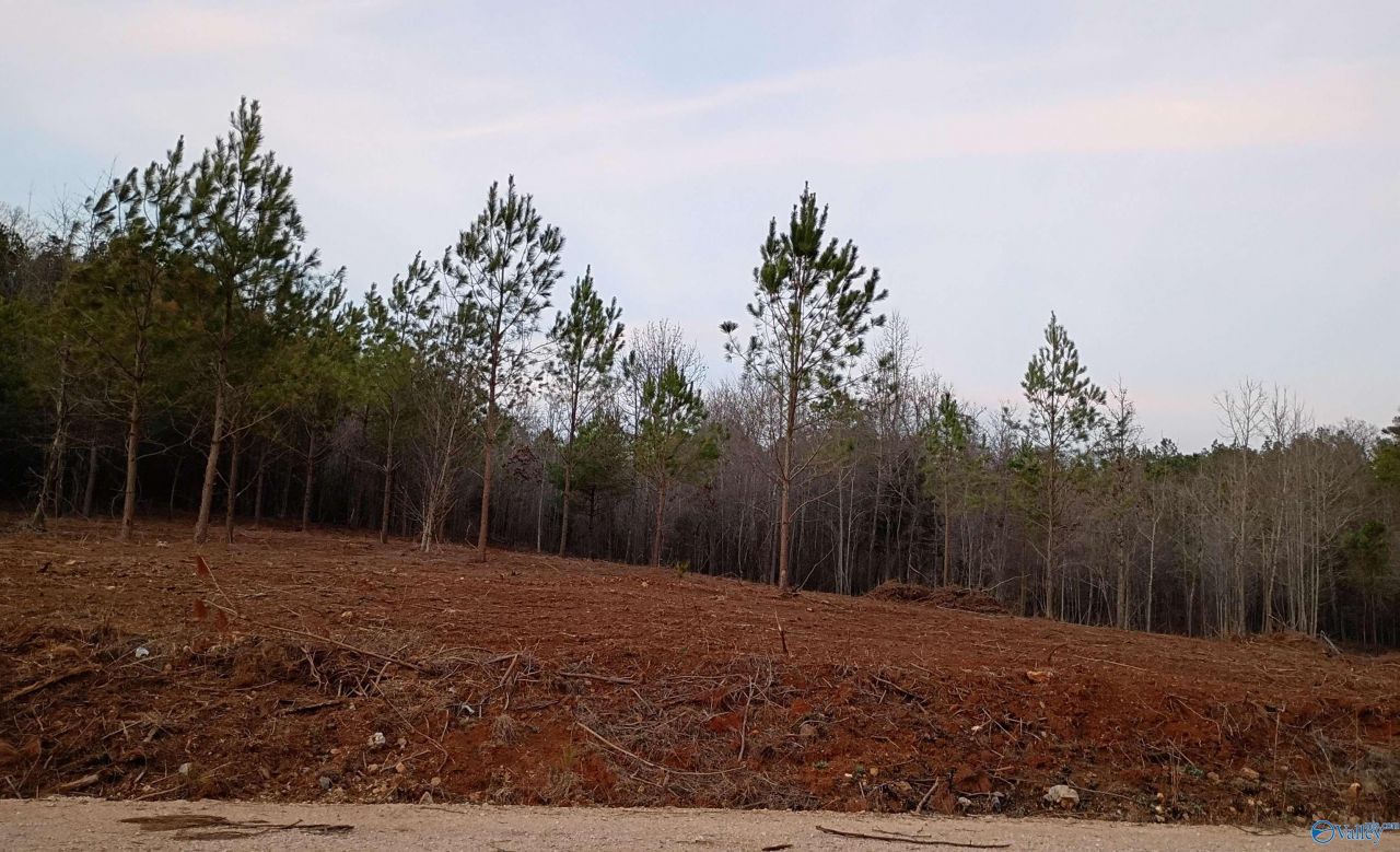 Tract 2 County Road 176, Piedmont, AL 36272 Main Photo