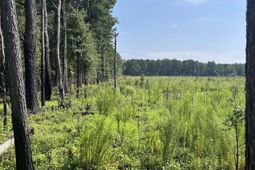 Mahogany Lane photo 4