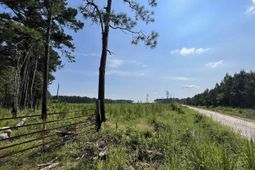 Mahogany Lane photo 4