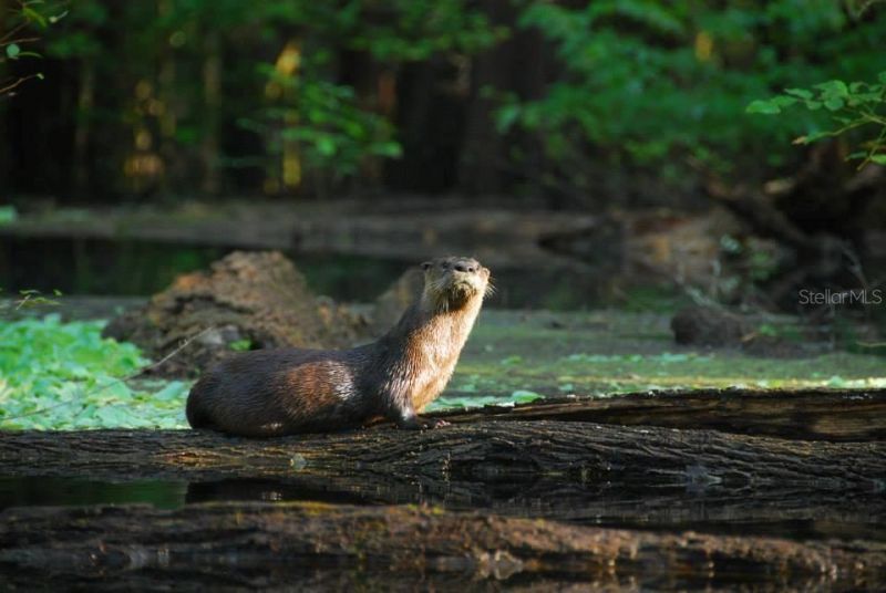 1376 Riverside Avenue , Fort White, FL 32038 Photo