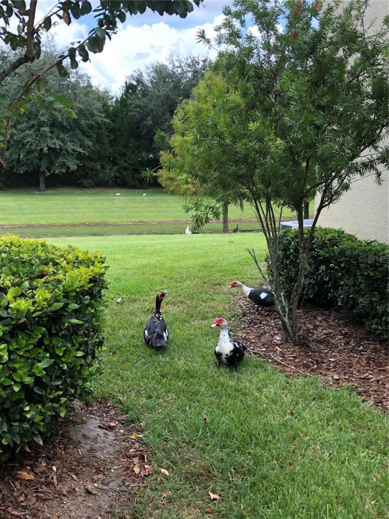 1548 Purple Plum Lane, Oviedo, FL 32765 Photo