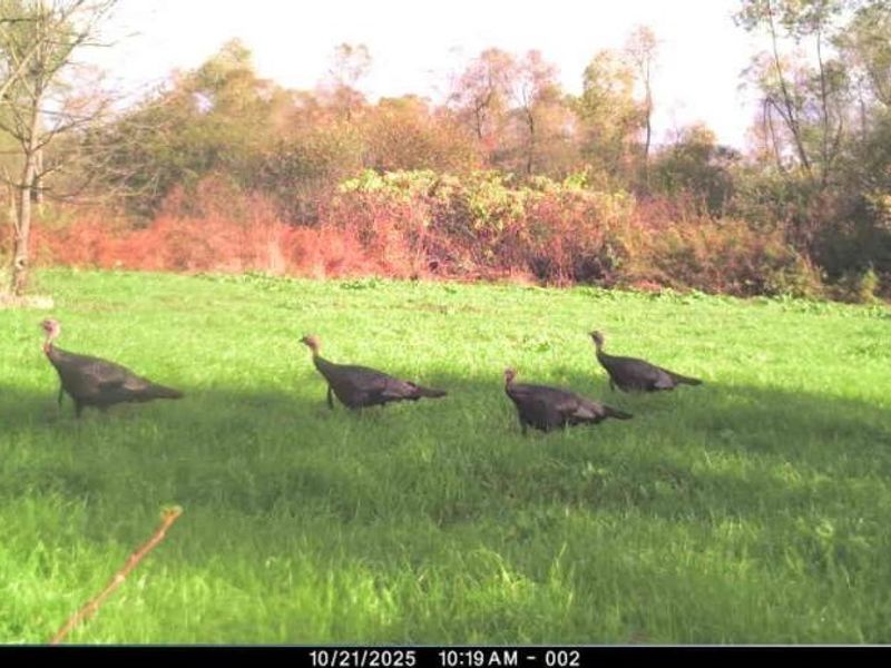 12167 Mantua Center Road, Mantua, OH 44255 Photo 18