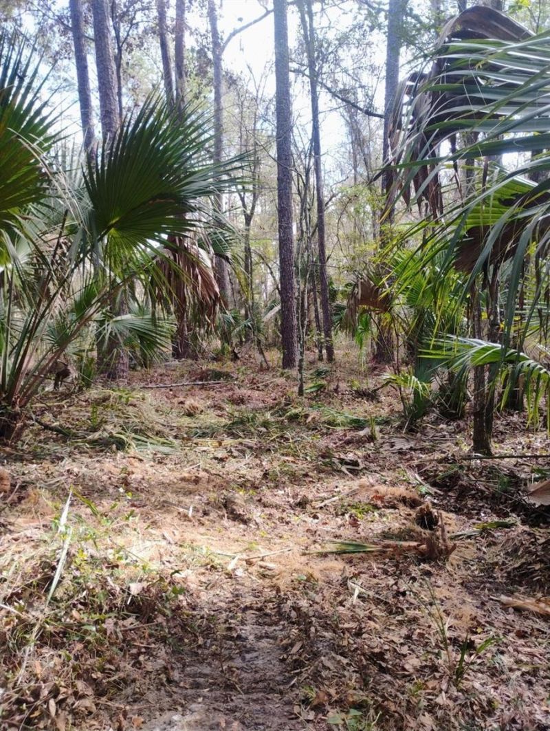 18954 County Rd 329, Micanopy, FL 32667 Photo