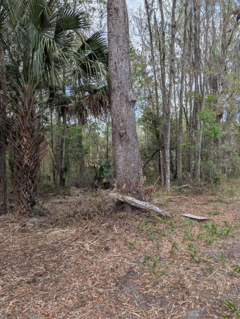 18954 County Rd 329, Micanopy, FL 32667 Photo