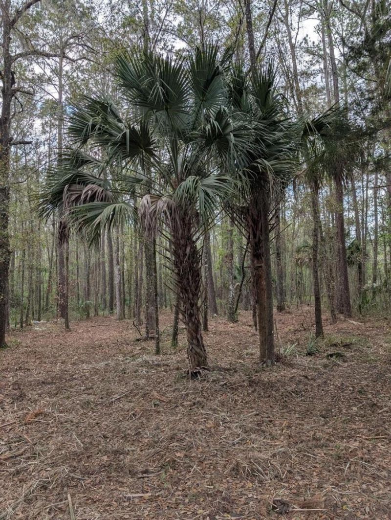 18954 County Rd 329, Micanopy, FL 32667 Photo