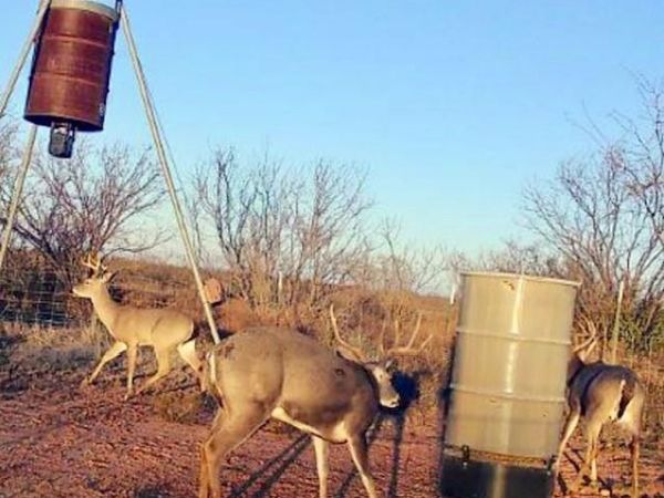 TBD PR off of CR 444 , Merkel, TX 79536