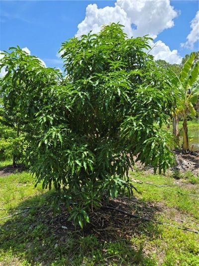 501 Wildwood Ave, Clewiston, FL 33440 Photo