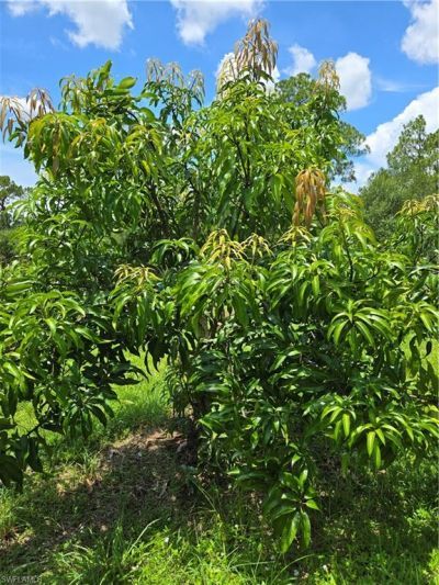 501 Wildwood Ave, Clewiston, FL 33440 Photo