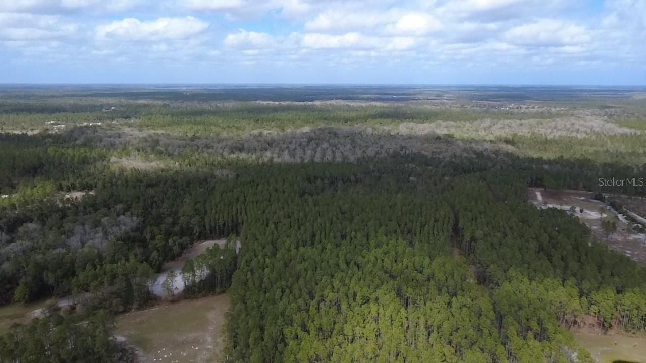 Wild Cur Road, Pierson, FL 32180 Photo