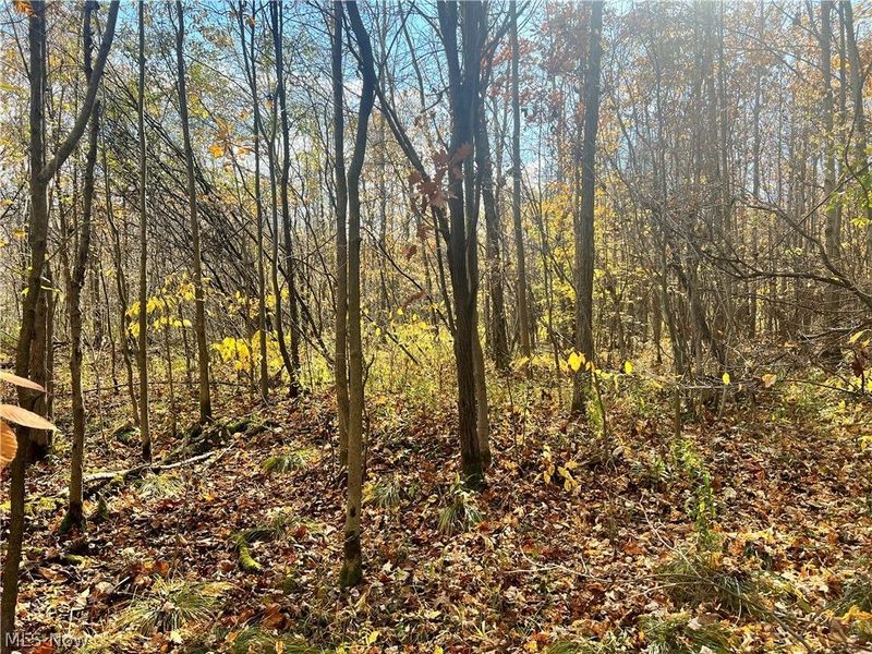 Marrian Road, Dorset, OH 44032 Photo 12