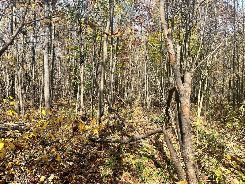 Marrian Road, Dorset, OH 44032 Photo 15