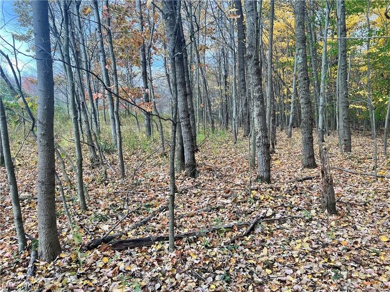 Marrian Road, Dorset, OH 44032 Photo 16