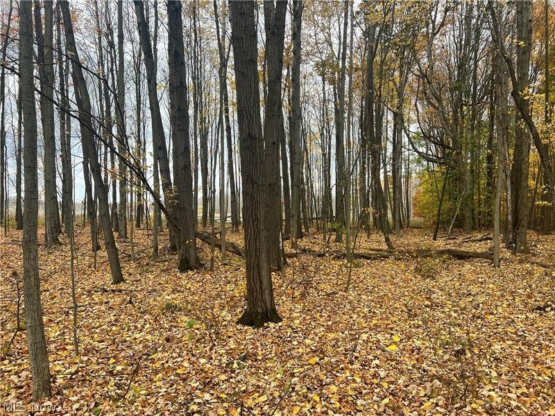 Marrian Road, Dorset, OH 44032 Photo 18