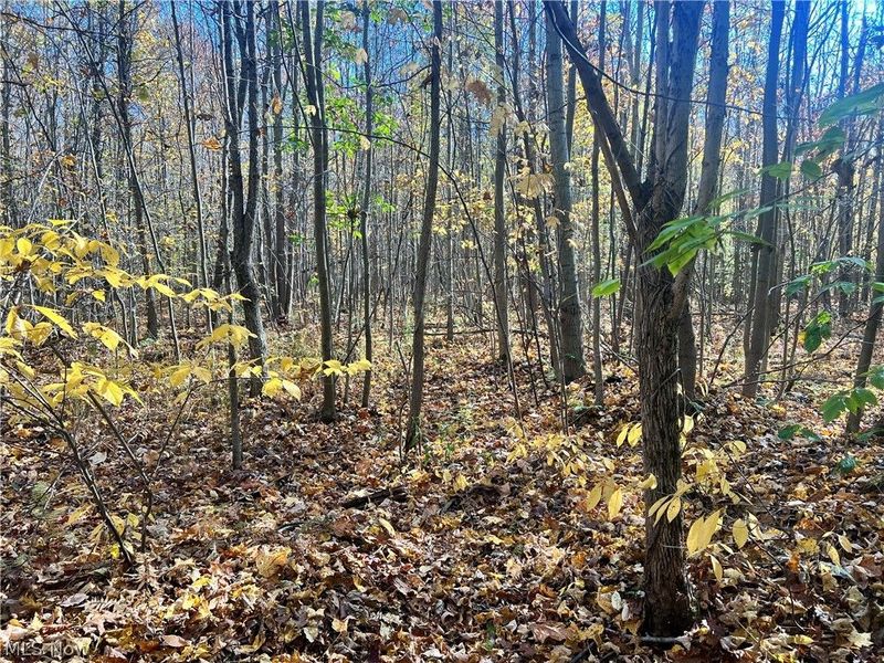 Marrian Road, Dorset, OH 44032 Photo 24