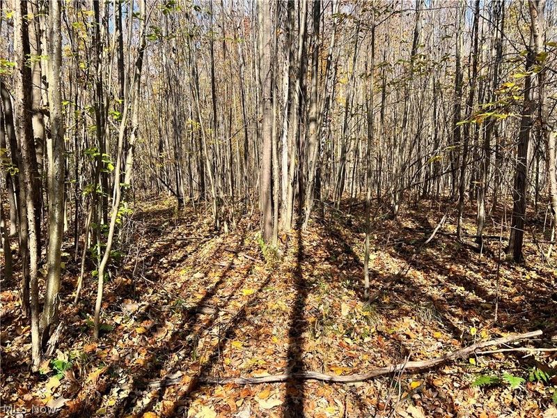 Marrian Road, Dorset, OH 44032 Photo 4