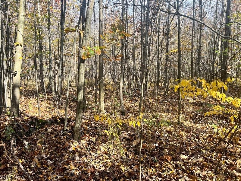 Marrian Road, Dorset, OH 44032 Photo 5