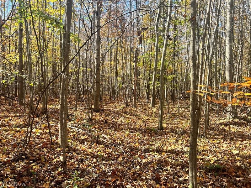 Marrian Road, Dorset, OH 44032 Photo 9