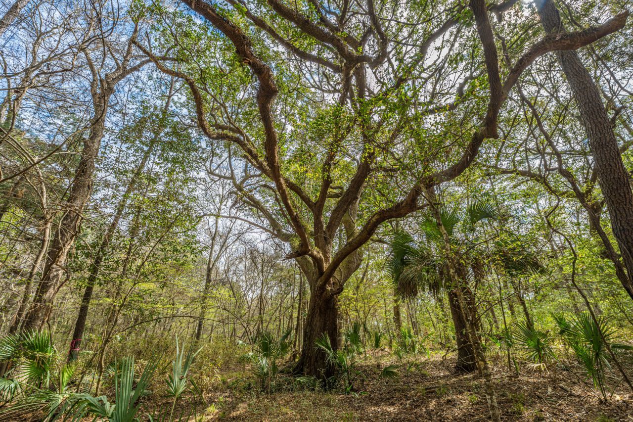 4297 Wild Turkey Way Photo 16