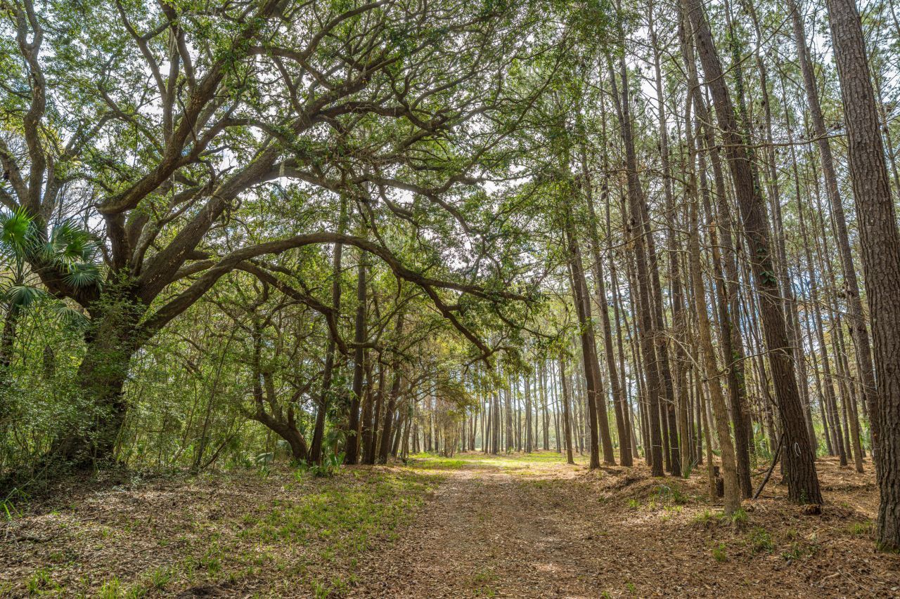 4297 Wild Turkey Way Photo 18