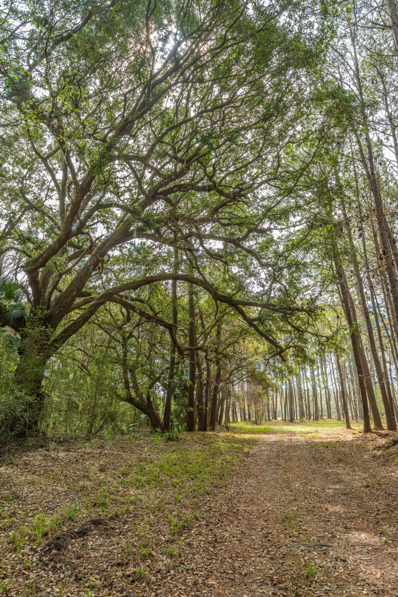 4297 Wild Turkey Way Photo 19