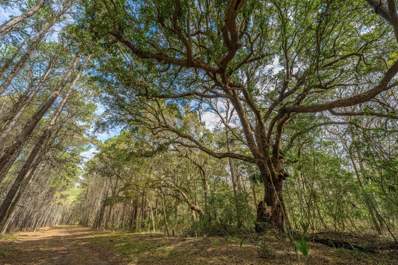 4297 Wild Turkey Way Photo 20