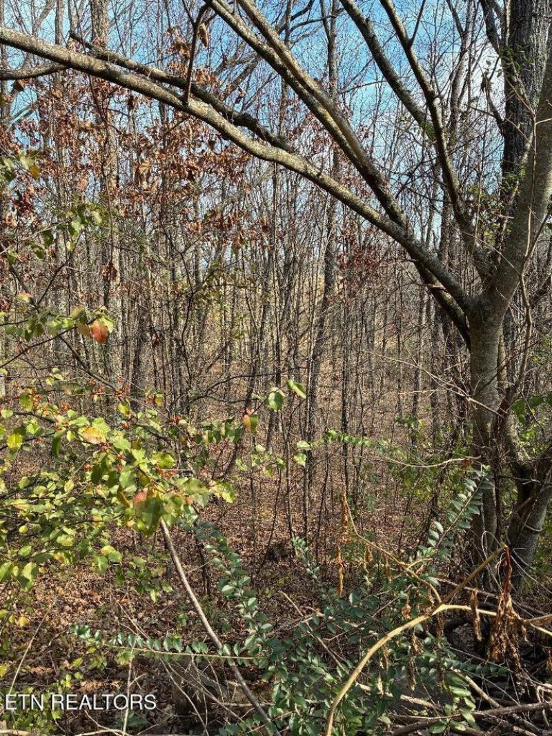 00 Poplar Drive Lot 31 Drive, Sweetwater, TN 37874 Main Photo