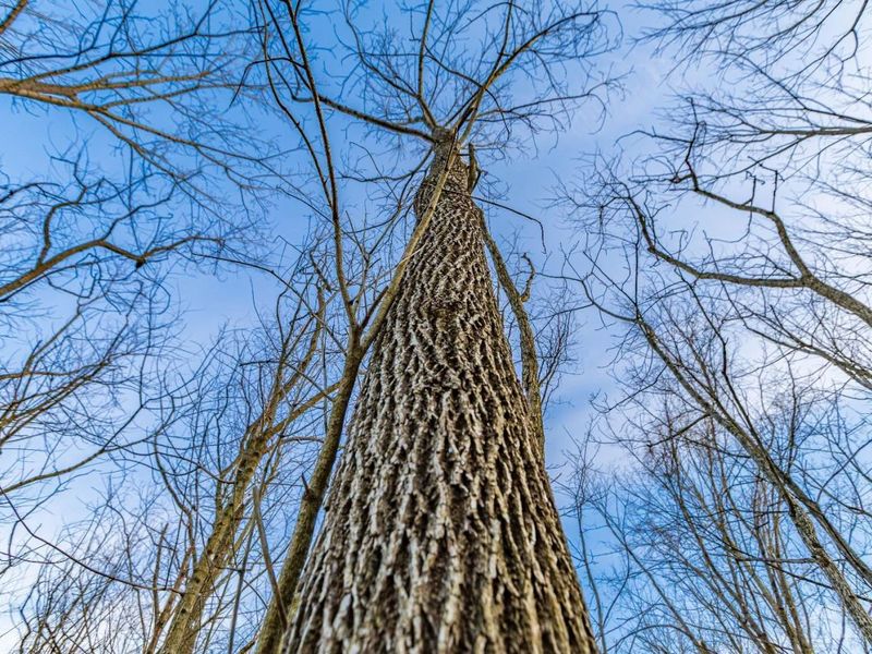 0 Lura Lane, Bratton Twp, OH 45660 Photo 11