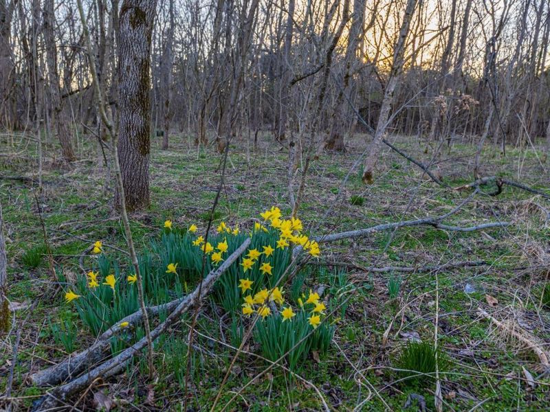 0 Lura Lane, Bratton Twp, OH 45660 Photo 5