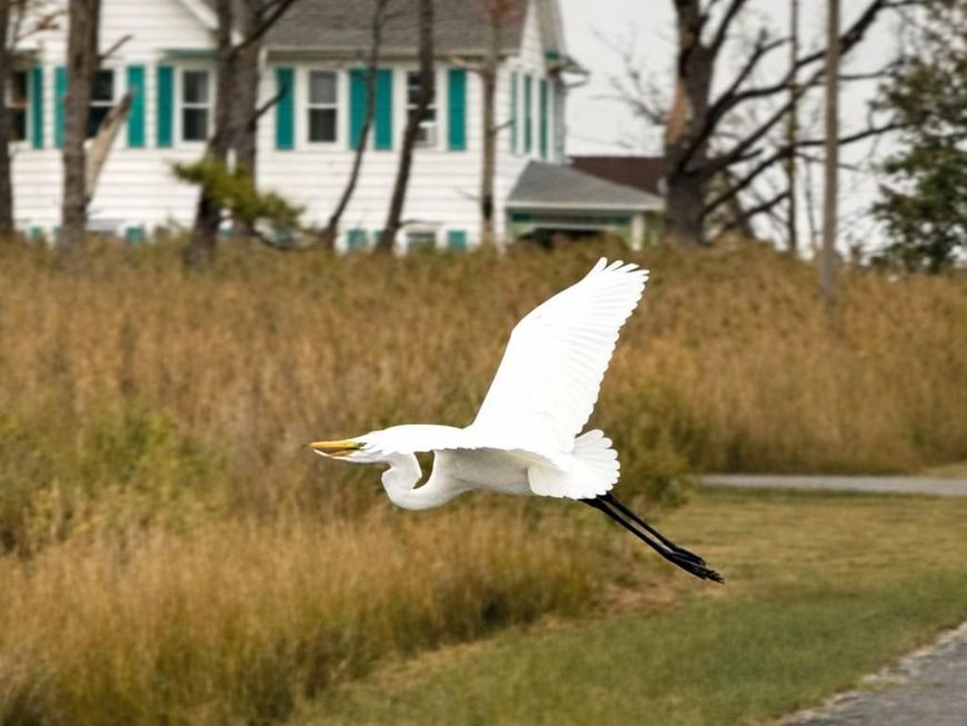 1606 Steamboat Wharf Road, Fishing Creek, MD 21634 Main Photo