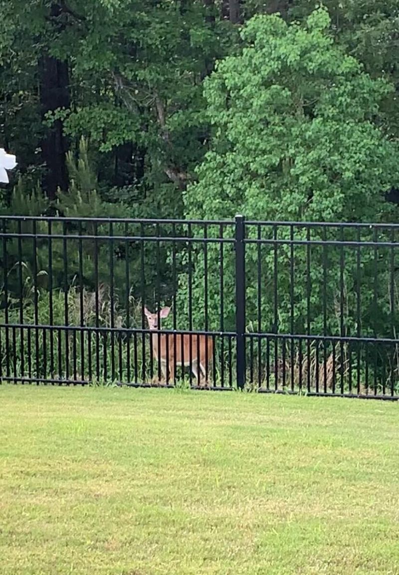 5065 Song Sparrow Way Photo 34