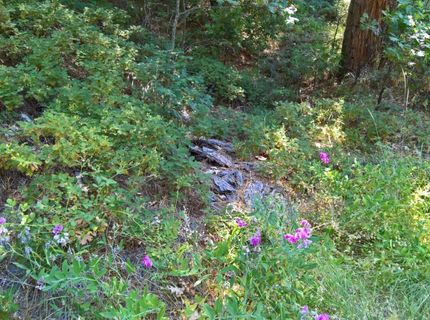 Hillbilly Ln, Kyburz, CA 95720 Photo