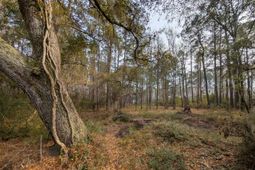 359 Mcclellan Avenue photo 4