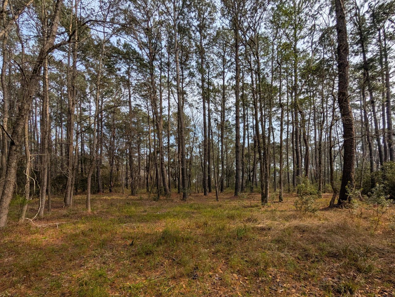 359 Mcclellan Avenue Photo 4